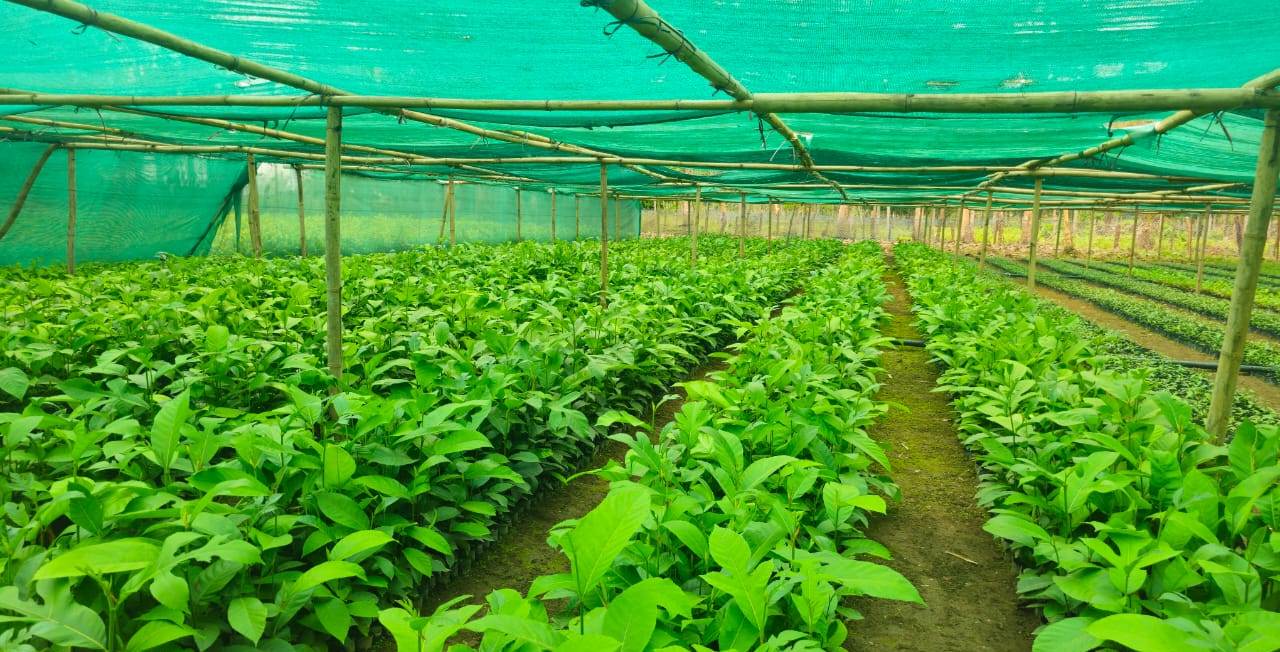 <div class="text-slider">
 
        <a href=//meglife.in/Forest-nursery/ > Community nurseries have been set up in different Blocks across various villages, managed by VPICs, to grow plants for the upcoming year 2024 in specified plantation areas....
          
        </div></a> <br/>